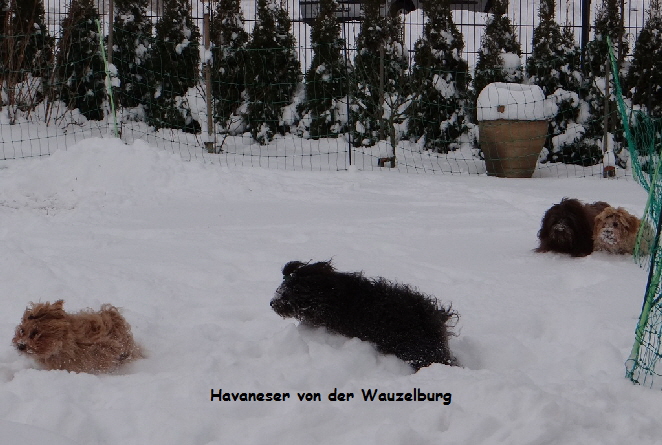 Havaneser hamburg kl