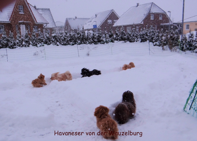 Havaneser von der Wauzelburg im Schneelabyrinth Havaneser von der Wauzelburg Havaneser Hamburg