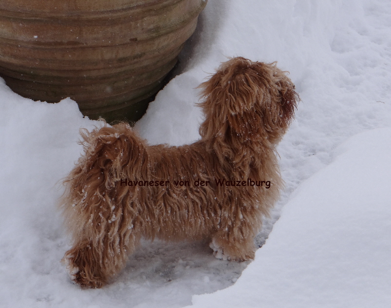Havaneser von der Wauzelburg Havaneser Hamburg red Jessy Joy von der Wauzelburg nass
