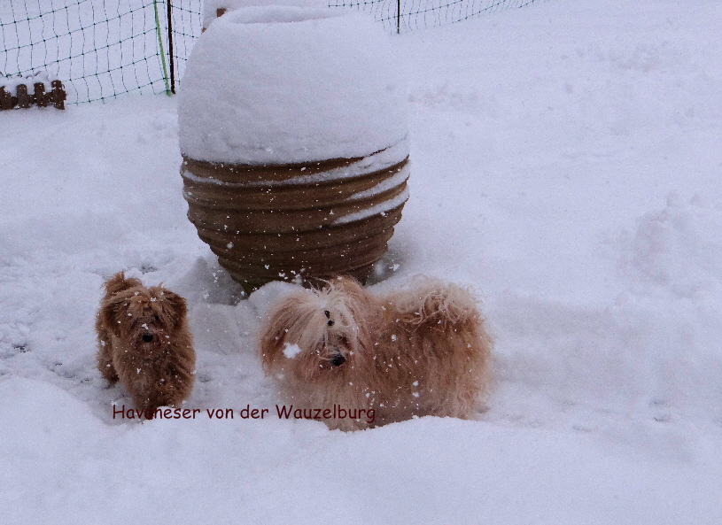 Havaneser von der Wauzelburg Havaneser Hamburg Jipsie Lou und Bounty Havaneser von der Wauzelburg