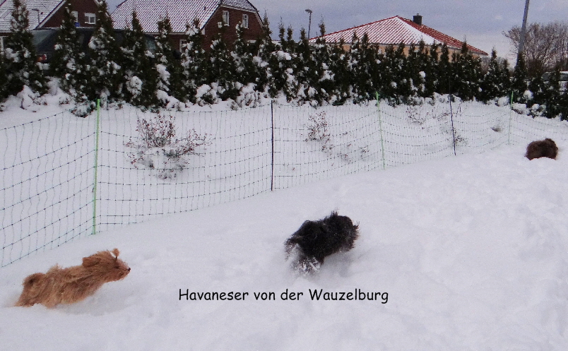 Havaneser von der Wauzelburg Havaneser Hamburg Jipsie Olina und Snickers Havaneser von der Wauzelburg