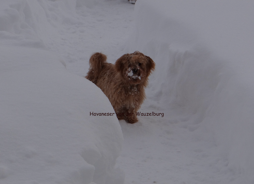 Havaneser von der Wauzelburg Havaneser Hamburg Jipsie hat fertig gespielt Havaneser von der Wauzelburg
