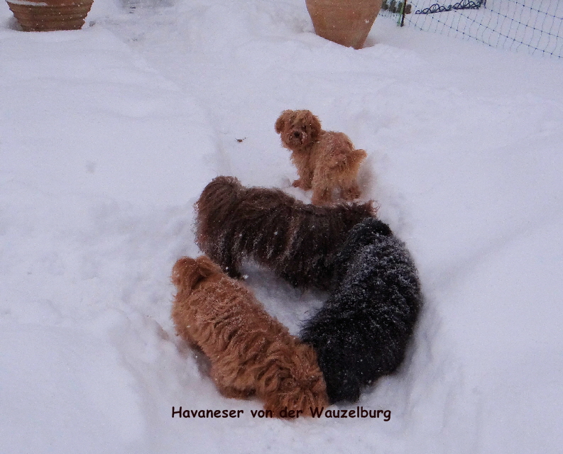 JHavaneser von der Wauzelburg Havaneser Hamburg oy Olina Snickers Jipsie guckt von der Wauzelburg