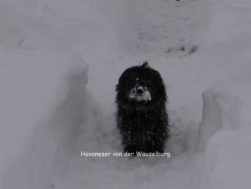 Havaneser von der Wauzelburg Havaneser Hamburg red chocolate Olina hat fertig gespielt Havaneser von der Wauzelburg