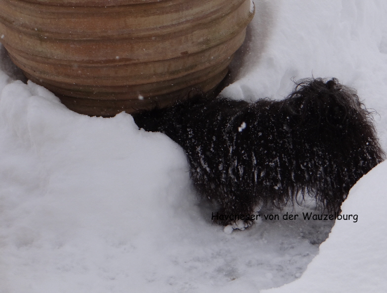 Havaneser von der Wauzelburg Havaneser Hamburg Olina von der Wauzelburg sucht das Leckerli