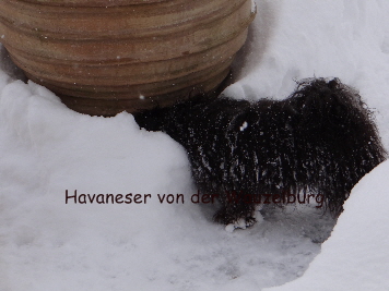 Havaneser von der Wauzelburg Havaneser Hamburg red chocolate Olina von der Wauzelburg sucht das Leckerli