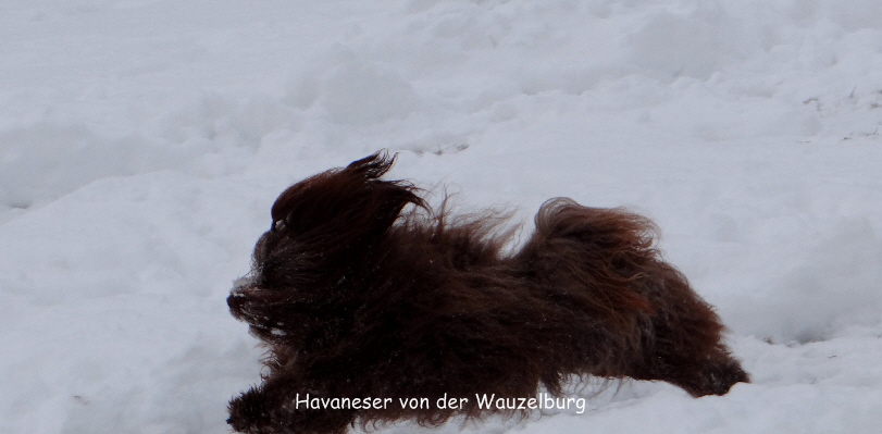Havaneser von der Wauzelburg Havaneser Hamburg Snickers Havaneser von der Wauzelburg