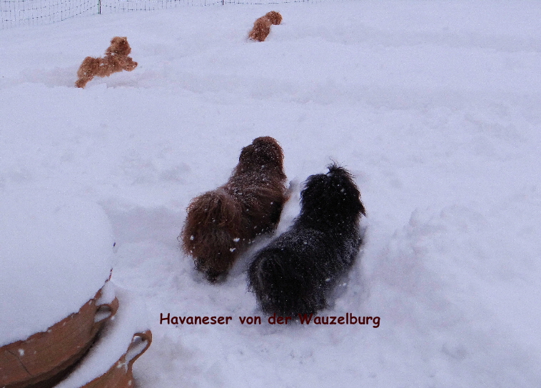 Havaneser von der Wauzelburg Havaneser Hamburg Snickers und Olina mit Jipsie und Joy von der Wauzelburg