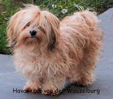 261112Barena2 Havaneser Hamburg Havaneser von der Wauzelburg Havaneser von der Wauzelburg Havaneser Hamburg