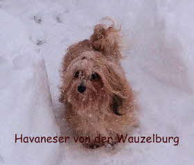 Barena von der Wauzelburg im Schnee Havaneser Hamburg Havaneser vn der Wauzelburg
