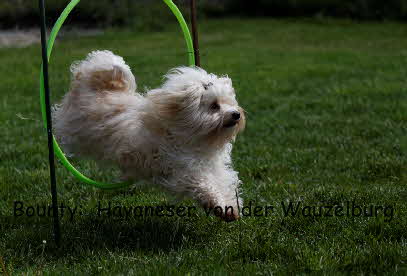 Havaneser von der Wauzelburg Havaneser Hamburg red chocolateBounty Flug Havaneser Hamburg Havaneser vn der Wauzelburg