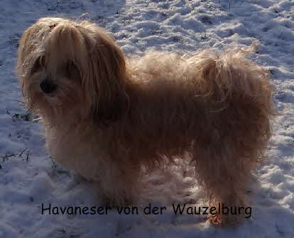 Havaneser Hamburg Havaneser von der Wauzelburg Havaneser Hamburg