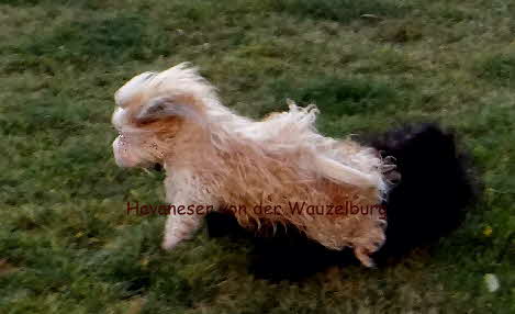 Flug 2 Havaneser Hamburg Havaneser vn der Wauzelburg Havaneser von der Wauzelburg Havaneser Hamburg