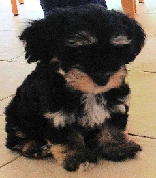 Havaneser von der Wauzelburg Havaneser Hamburg