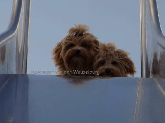 Havaneser von der Wauzelburg Havaneser Hamburg Havaneser Hamburg Jipsie und Joy Rutsche 7 Mo