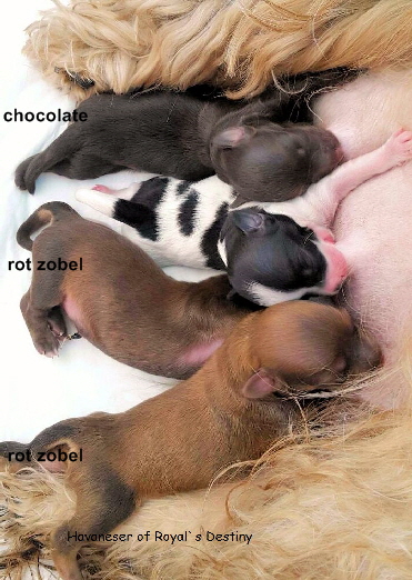 Havaneser of Royal`s Destiny