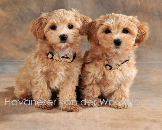 Havaneser von der Wauzelburg Havaneser Hamburg Havaneserwelpen JessyJoyJipsieLou von der Wauzelburg Havaneser
