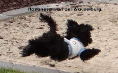 Havaneser von der Wauzelburg Havaneser Hamburg red chocolate Havaneserwelpen Olina von der Wauzelburg Havaneser Havaneser Hamburg Havaneser vn der Wauzelburg