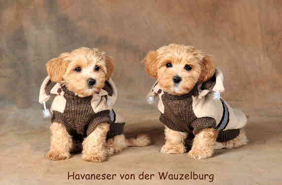 Havaneser von der Wauzelburg Havaneser Hamburg JJ4
