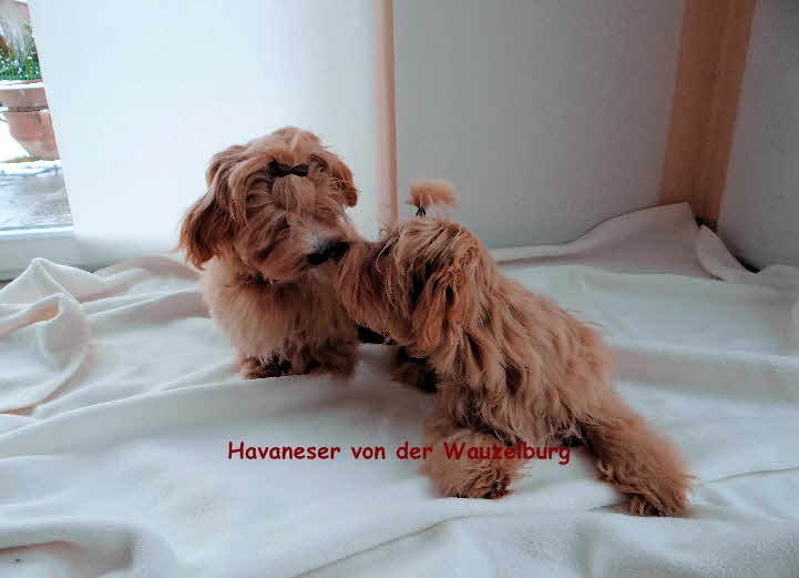Havaneser von der Wauzelburg Havaneser Hamburg JJBussi1