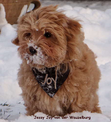 Jessy Joy von der Wauzelburg Havaneser von der Wauzelburg Havaneser Hamburg Havaneser Havaneserwelpen Havaneserzuechter