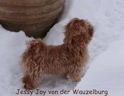 Havaneser von der Wauzelburg Havaneser Hamburg red Jessy Joy von der Wauzelburg nass