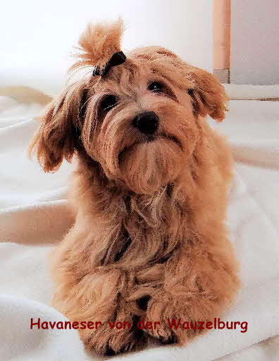 Havaneser von der Wauzelburg Havaneser Hamburg Jipsie6moliegt6