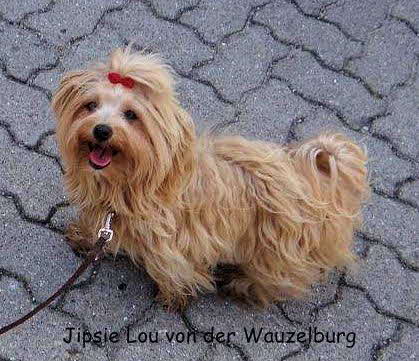Havaneser von der Wauzelburg Havaneser Hamburg red chocolate JipsieLou von der Wauzelburg Havaneser Hamburg 8132  Havaneser Hamburg Havaneser vn der Wauzelburg