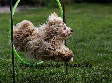 Havaneser von der Wauzelburg Havaneser Hamburg red chocolate Jipsie Flug Havaneser Hamburg Havaneser vn der Wauzelburg