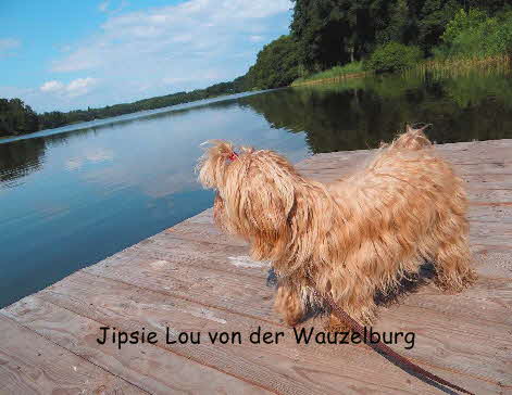 Havaneser von der Wauzelburg Havaneser Hamburg red chocolate Jipsie Lou Havaneser Hamburg 8134 Havaneser Hamburg Havaneser vn der Wauzelburg