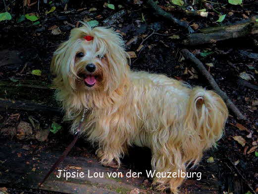 Havaneser von der Wauzelburg Havaneser Hamburg red chocolate Jipsie Lou Havaneser Hamburg 8135 Havaneser Hamburg Havaneser vn der Wauzelburg