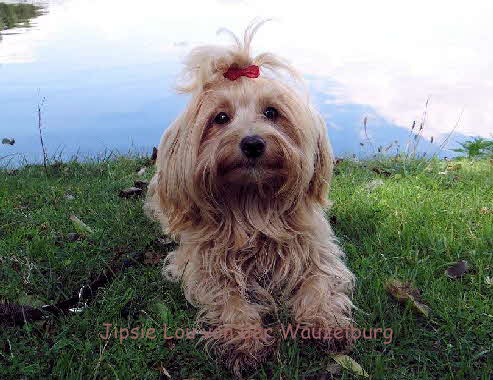 Havaneser von der Wauzelburg Havaneser Hamburg red chocolate Jipsie Lou von der Wauzelburg 8131 Havaneser Hamburg Havaneser vn der Wauzelburg