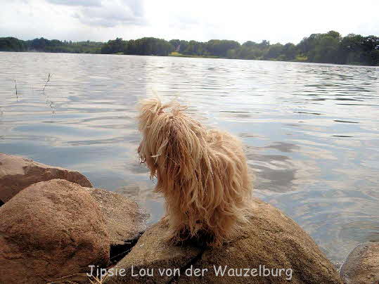 Havaneser von der Wauzelburg Havaneser Hamburg red chocolateJipsie Lou von der Wauzelburg 8136 Havaneser Hamburg Havaneser vn der Wauzelburg