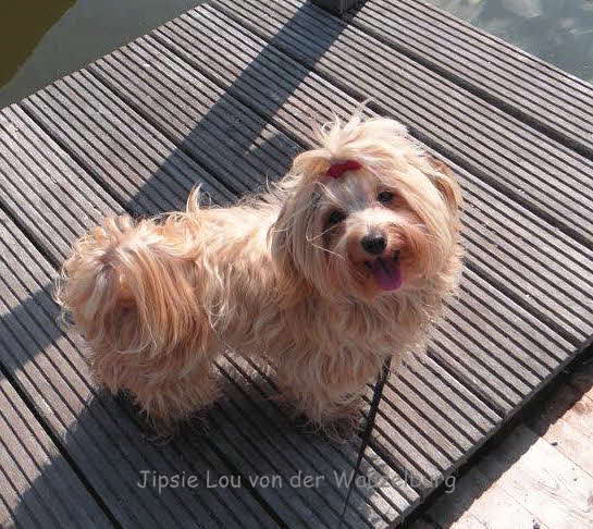 Havaneser von der Wauzelburg Havaneser Hamburg red chocolate Jipsie Lou von der Wauzelburg Havaneser Hamburg Havaneser vn der Wauzelburg