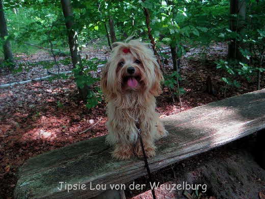 Havaneser von der Wauzelburg Havaneser Hamburg red chocolate Jipsie Lou von der Wauzelburg 8138 Havaneser Hamburg Havaneser vn der Wauzelburg