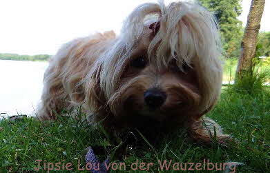 Havaneser von der Wauzelburg Havaneser Hamburg red chocolate Jipsie Lou von der Wauzelburg Havaneser Hamburg 8133 Havaneser Hamburg Havaneser vn der Wauzelburg