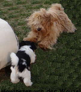 Jipsie  und Klx von der Wauzelburg Havaneser Hamburg1