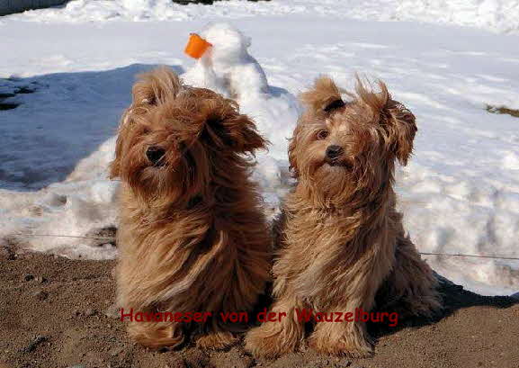 Havaneser von der Wauzelburg Havaneser Hamburg Jipsie und Joy von der Wauzelburg 7 Mo Wall