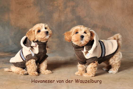 Havaneser von der Wauzelburg Havaneser Hamburg Jipsie und Joy von der Wauzelburg Havaneser Hamburg 10W
