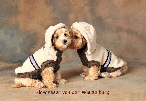 Havaneser von der Wauzelburg Havaneser Hamburg Jipsie und Joy von der Wauzelburg Havaneser Hamburg 10 Wo flstern