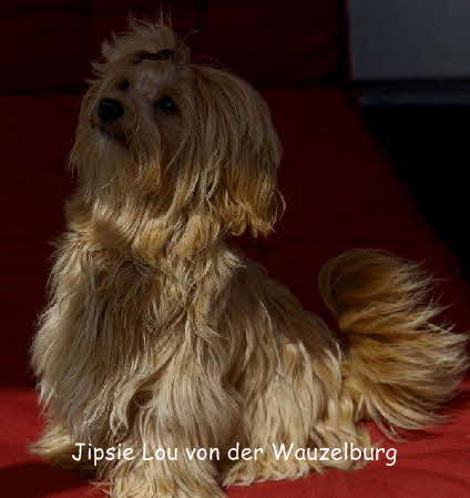 Havaneser von der Wauzelburg Havaneser Hamburg red chocolate Jipsie von der Wauzelburg  Havaneser Hamburg 9 Mo. Havaneser Hamburg Havaneser vn der Wauzelburg