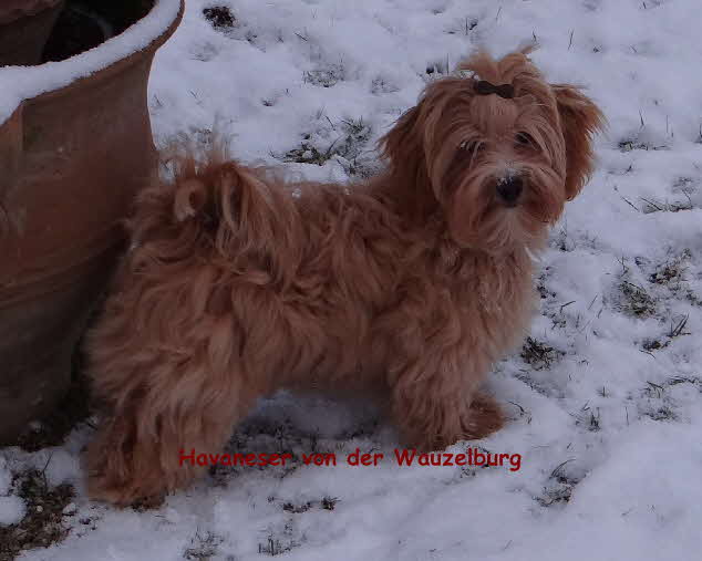  Havaneser von der Wauzelburg Havaneser Hamburg JoyVase