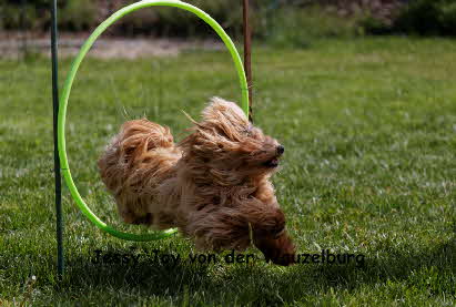 Havaneser von der Wauzelburg Havaneser Hamburg red chocolate Joy fliegt 2 Havaneser Hamburg Havaneser vn der Wauzelburg