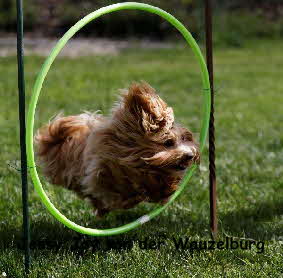 Havaneser von der Wauzelburg Havaneser Hamburg red chocolate Joy von der Wauzelburg Havaneser Hamburg 10 Mo Havaneser Hamburg Havaneser vn der Wauzelburg