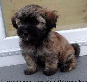 Keks Havaneser Hamburg