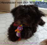 Havaneser von der Wauzelburg Havaneser Hamburg red chocolate Havaneser, Havanna, Havaneser Hamburg, Havaneser von der Wauzelburg, Havaneser Deckruede, Havaneserwelpen Havaneser Zuechter