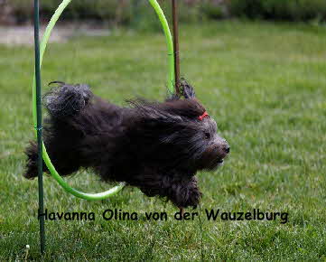 Havaneser von der Wauzelburg Havaneser Hamburg red chocolate Olina Flug Havaneser Hamburg Havaneser vn der Wauzelburg