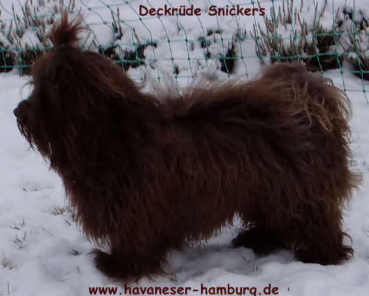 Havaneser Deckrde, Snickers, Havaneser von der Wauzelburg, Sabine Hermjacob, Havaneser Welpen