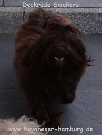 Havaneser Hamburg Deckrde