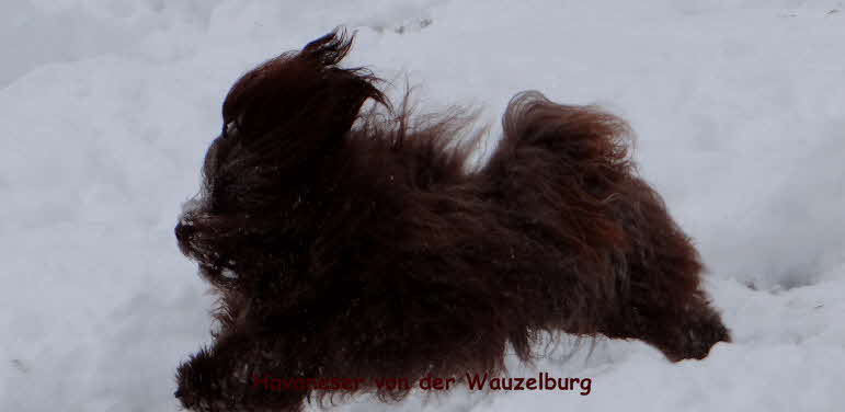Snickers Havaneser von der Wauzelburg Havaneser Hamburg